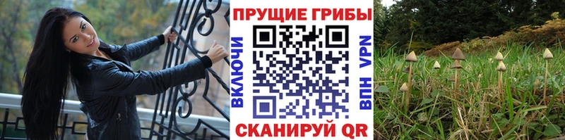 мега рабочий сайт  Агрыз  Псилоцибиновые грибы мицелий  наркотики 